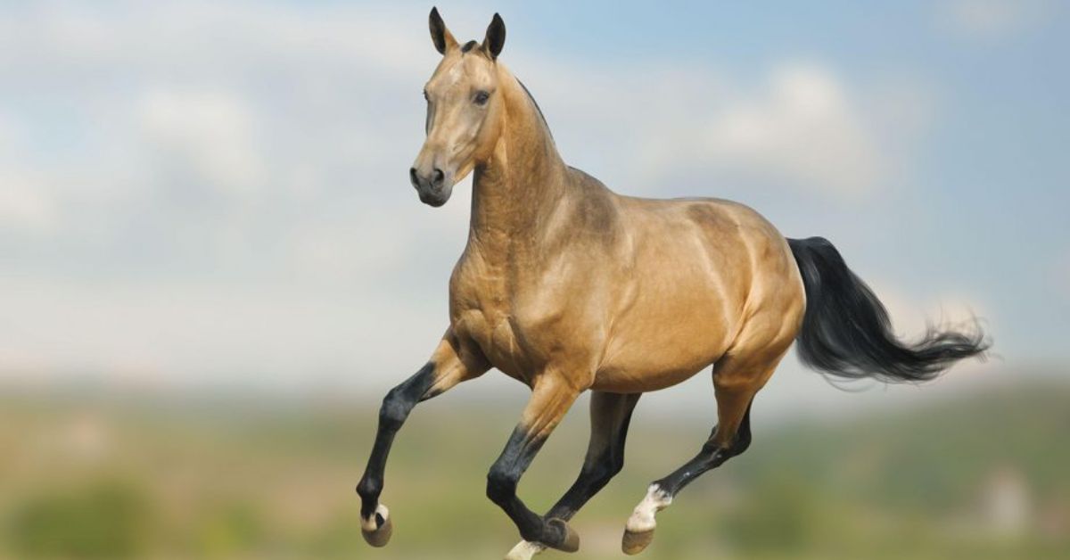 Akhal Teke Horse