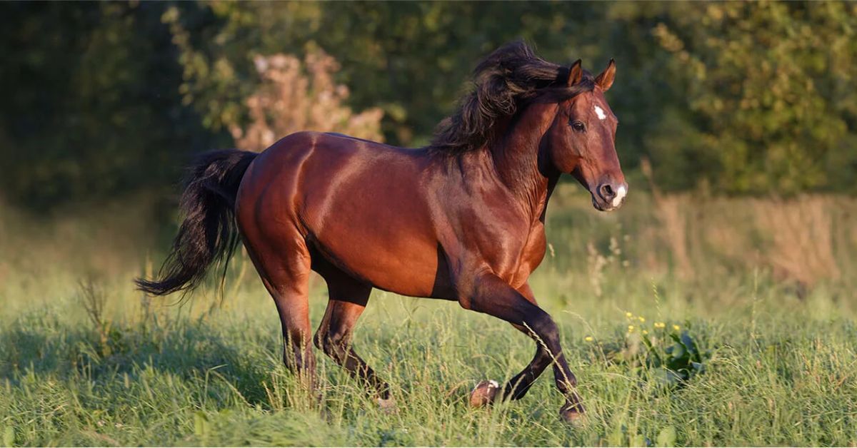 American Quarter Horse