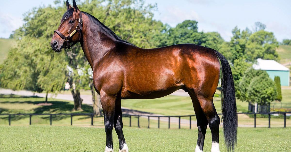 American Standardbred Horse