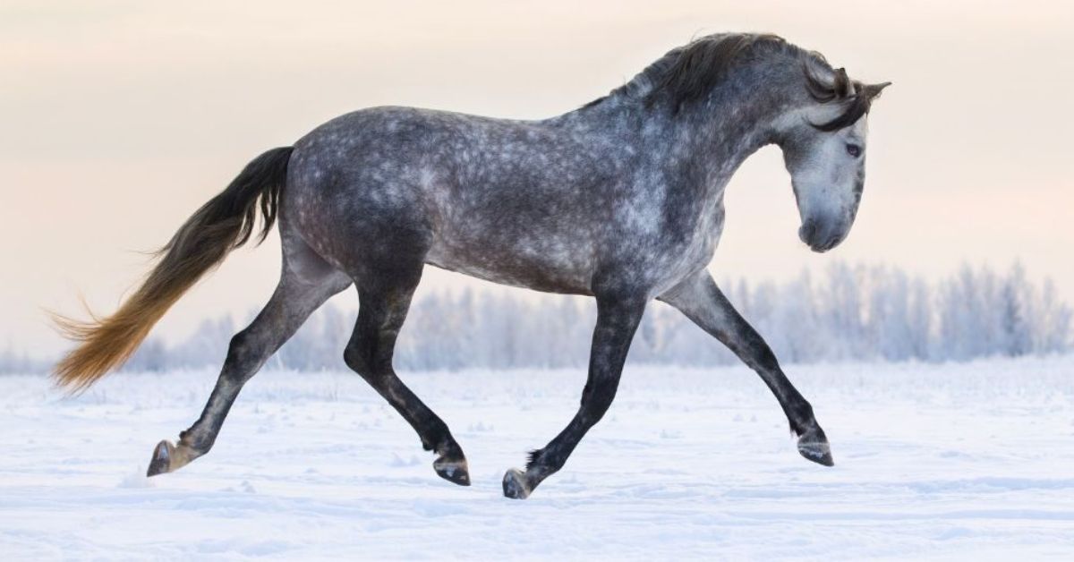 Andalusian Horse