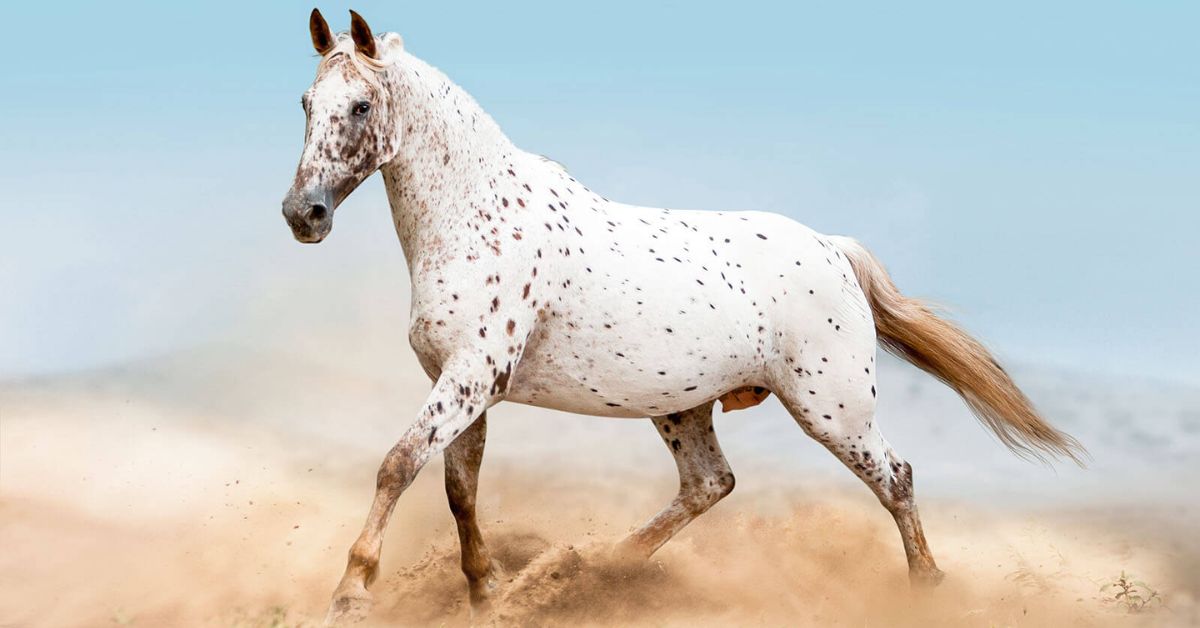 Appaloosa Horse