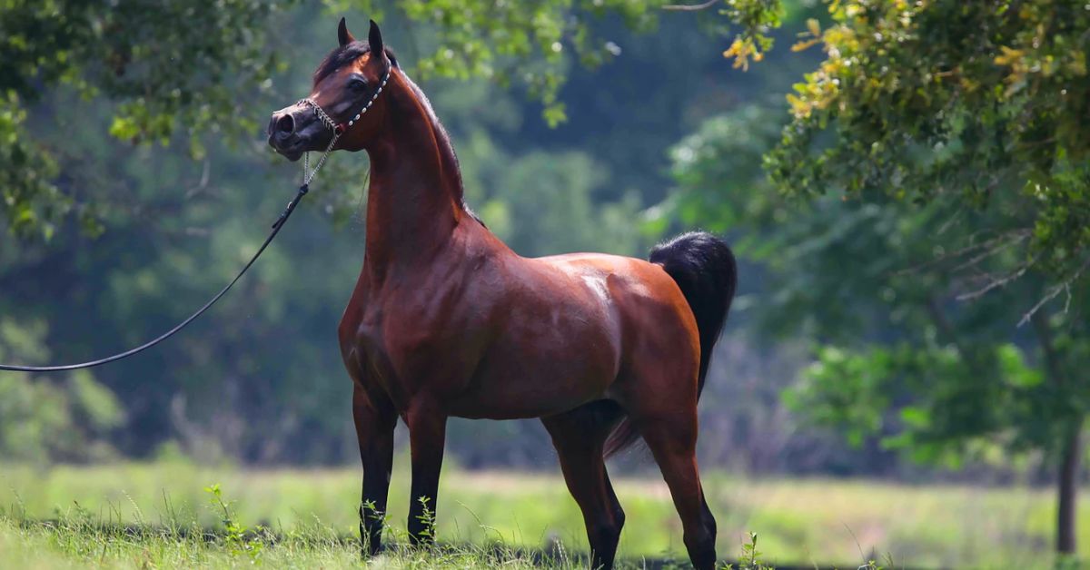 Arabian Horse