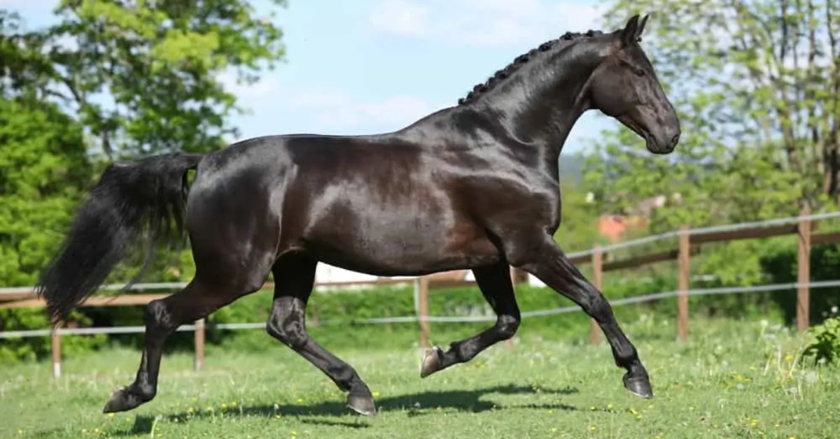 Dutch Warmblood Horse