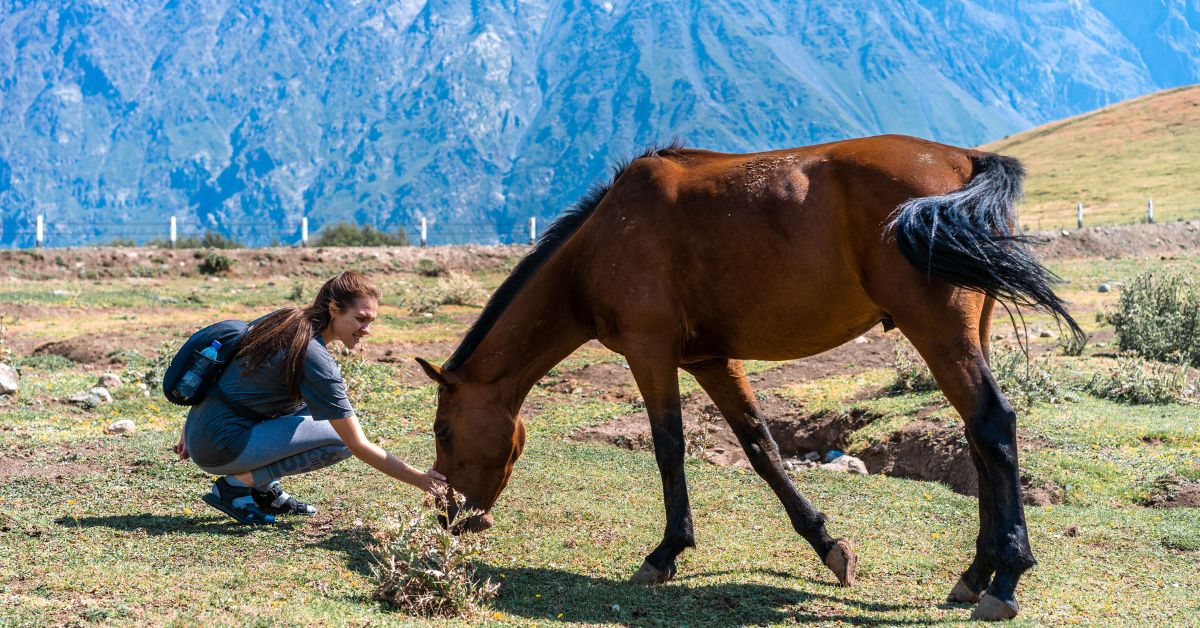 Feeding Horse