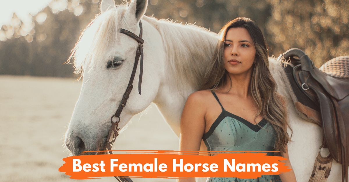 Female Horse Names Social