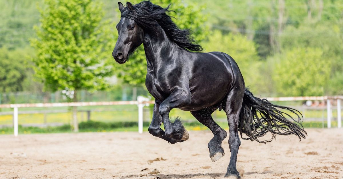 Friesian Horse