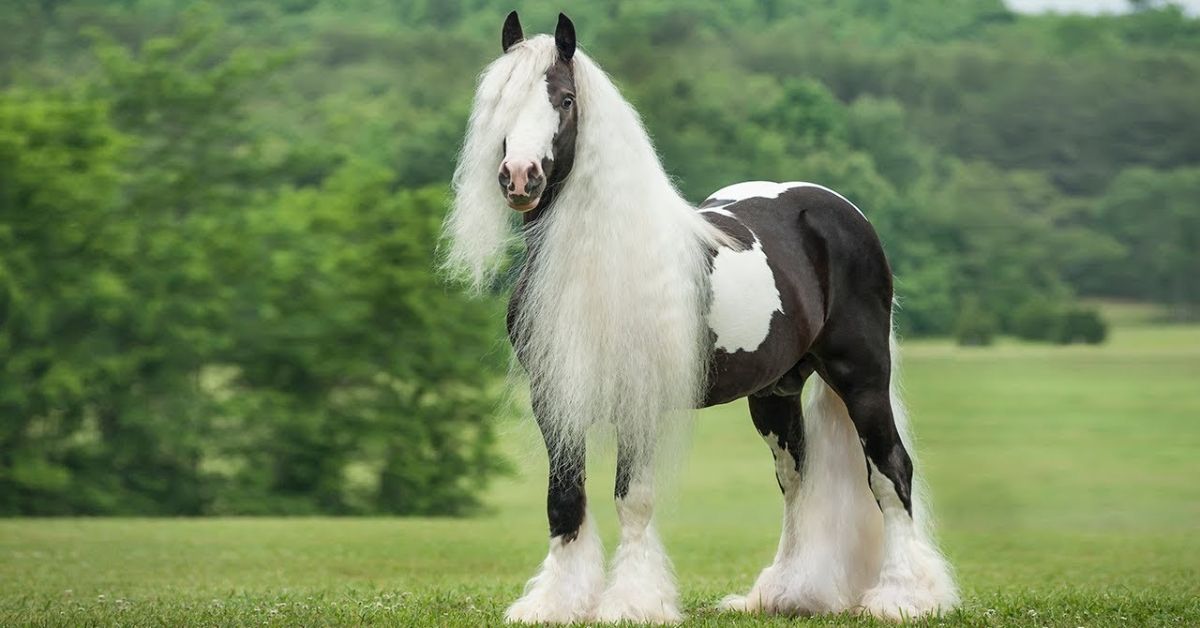 Gypsy Vanner Horse