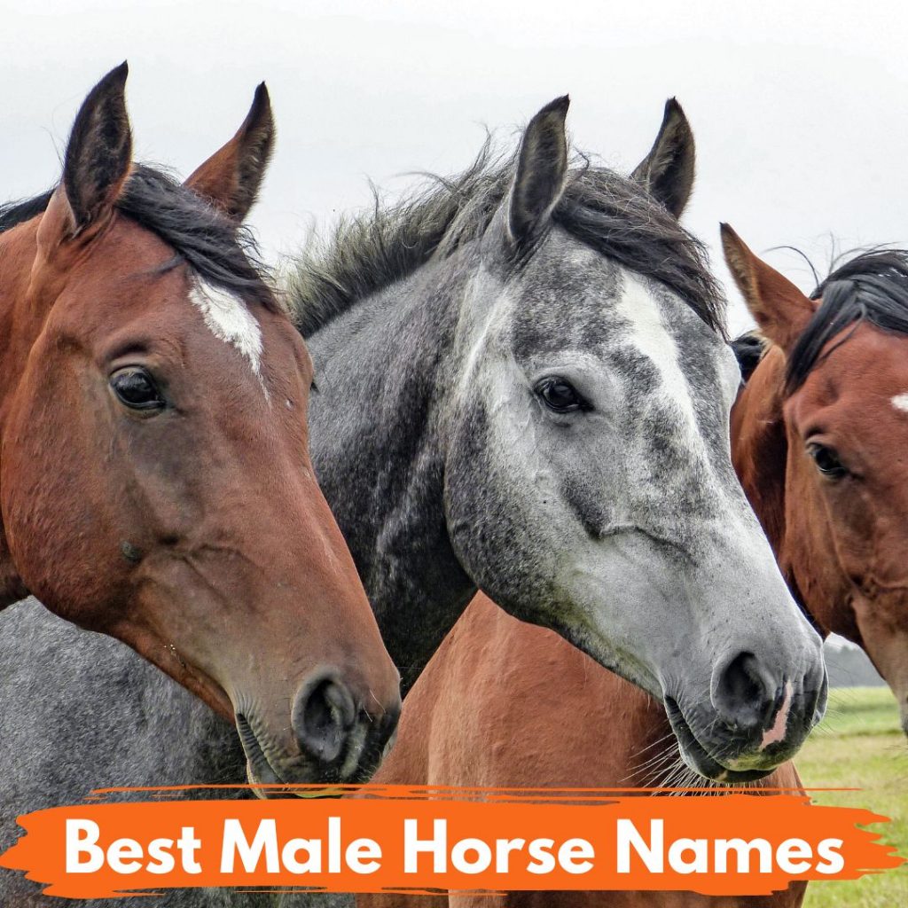 Male Horse Names