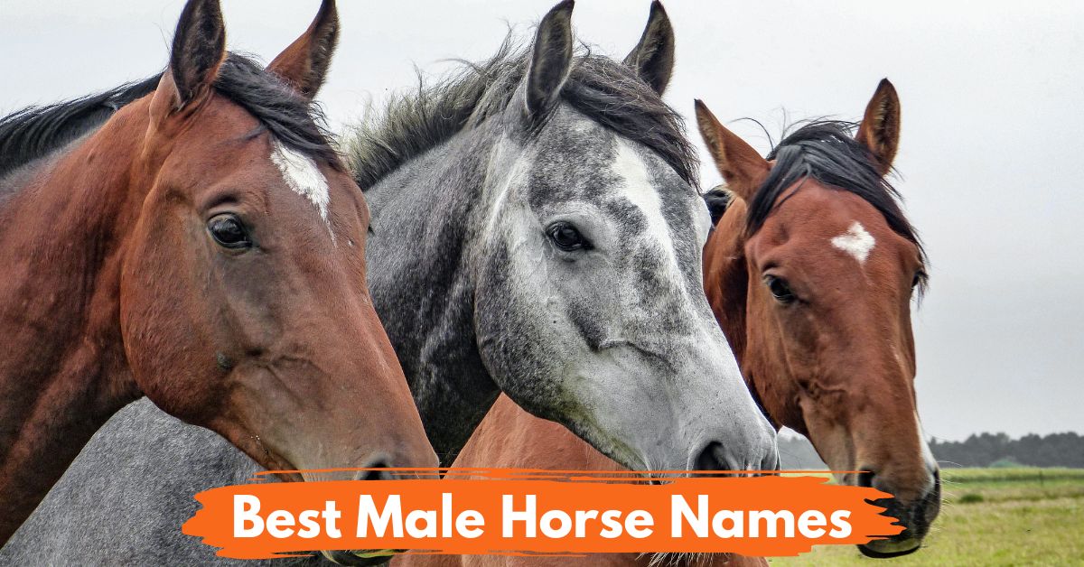 Male Horse Names Social