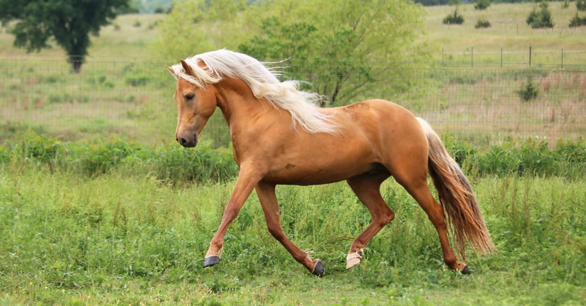 Morgan Horse