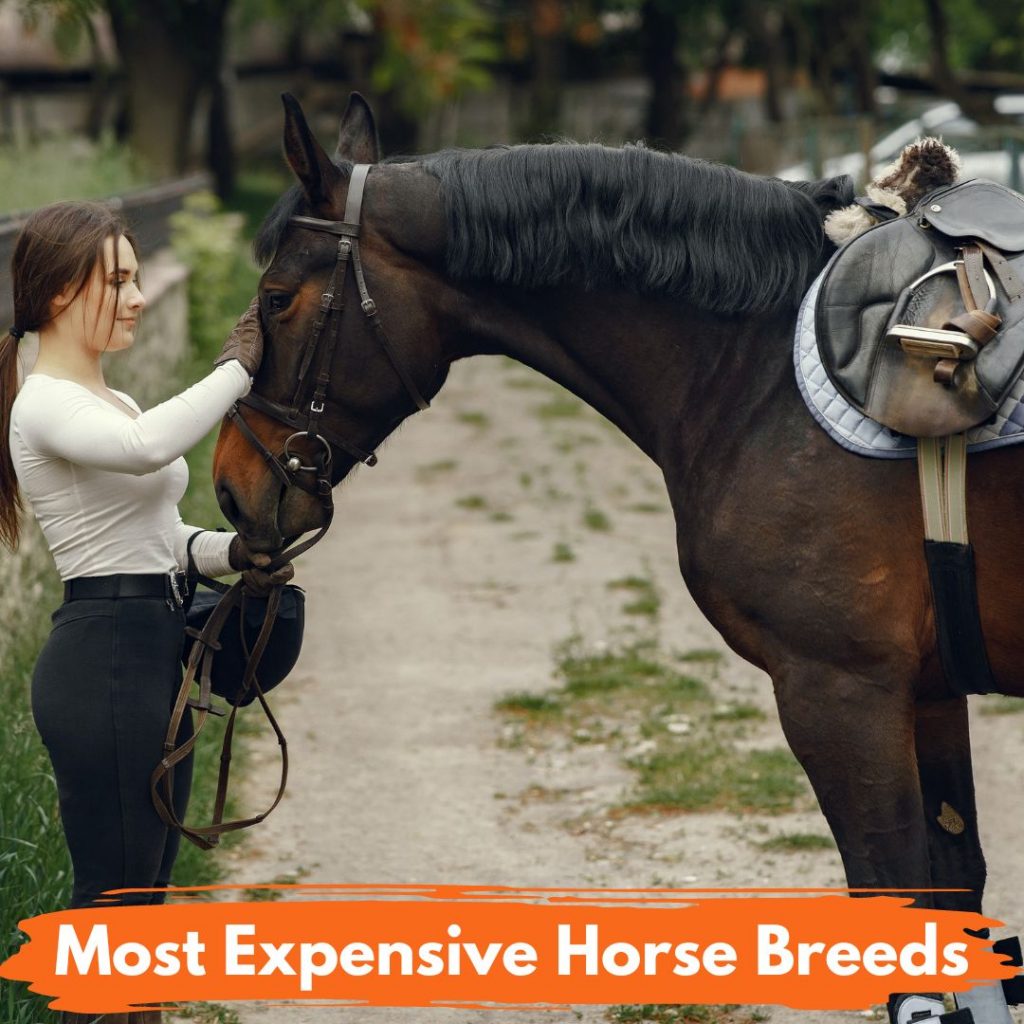 Most Expensive Horse Breeds