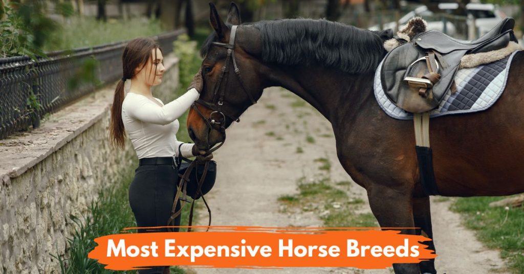 16 Most Expensive Horse Breeds In The World National Equine