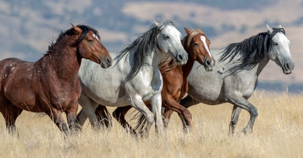 Mustang Horse