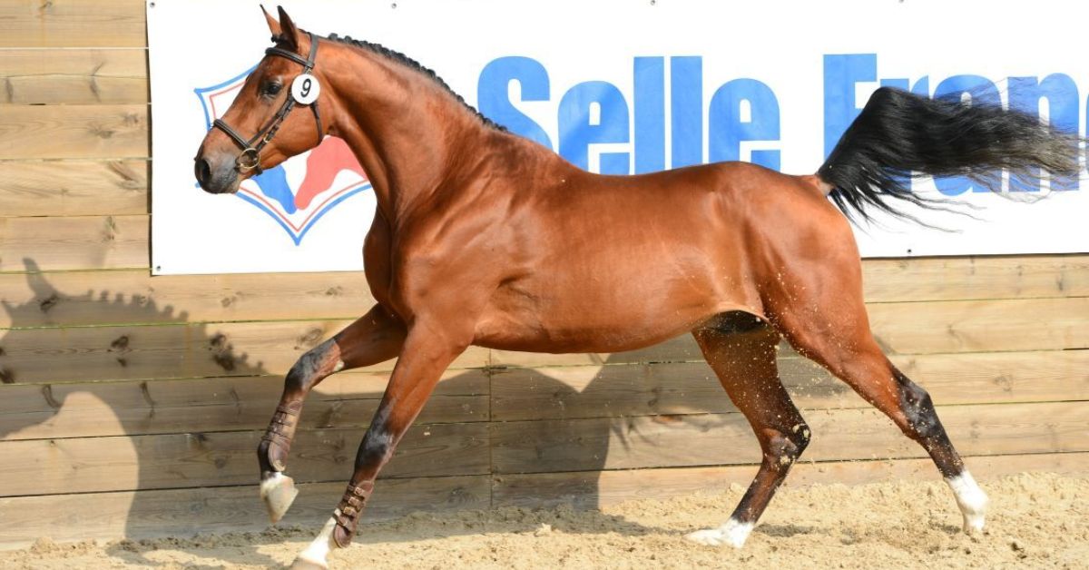 Selle Francais Horse