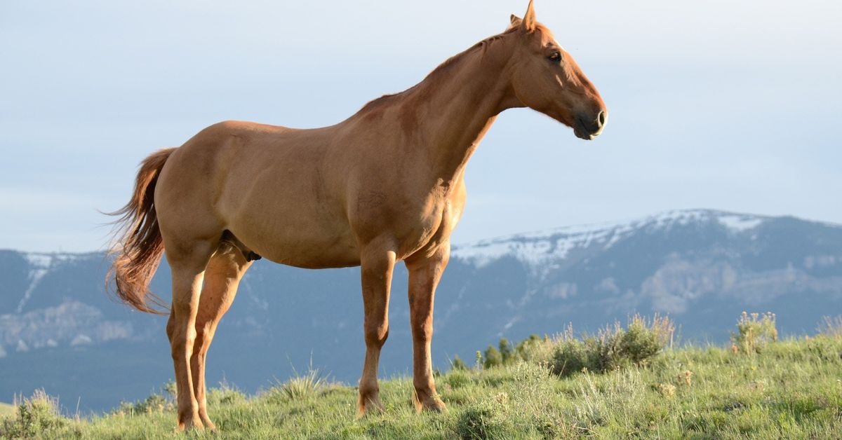 Unique Female Horse