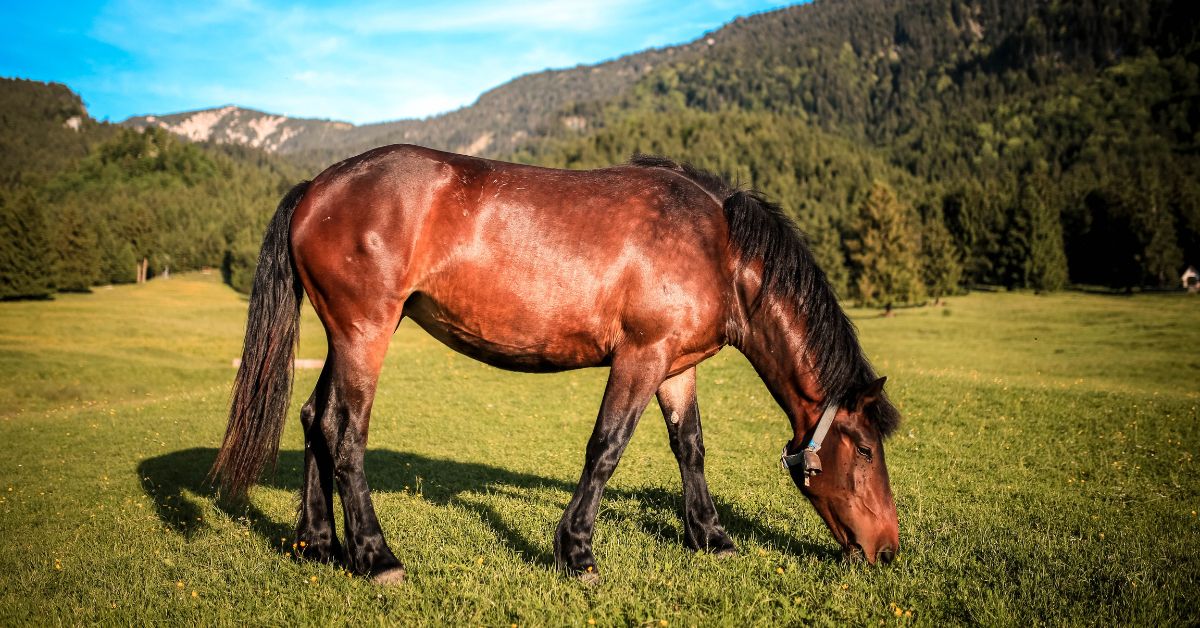 Unique Male Horse