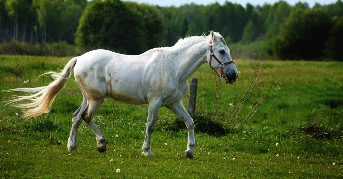White Female Horse