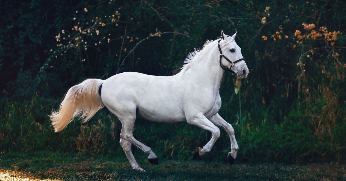 White Male Horse