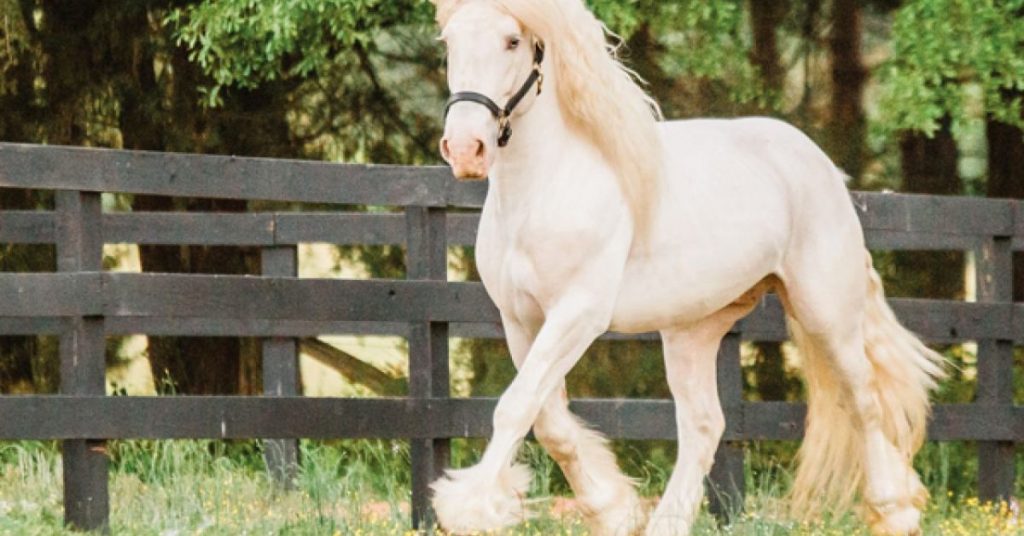 Colorform Stallion 26 Common Horse Colors, Markings & Patterns - National Equine