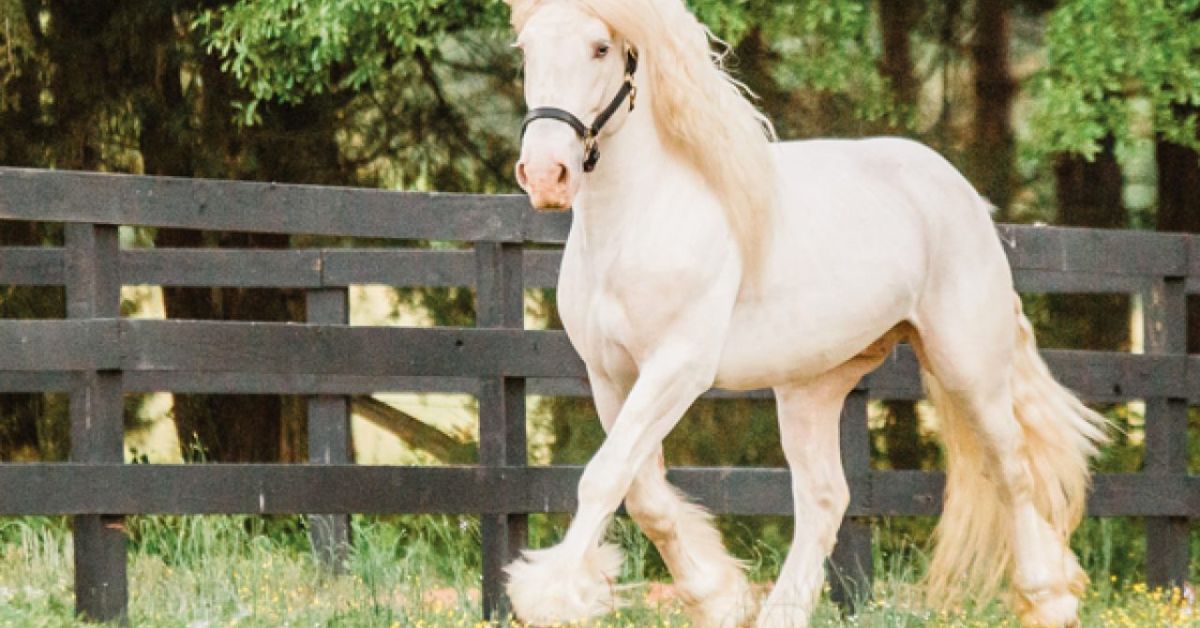 American Cream Draft Horse Color