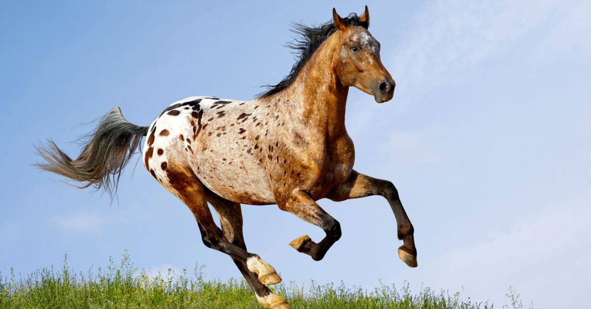 Appaloosa Patterns Horse Color