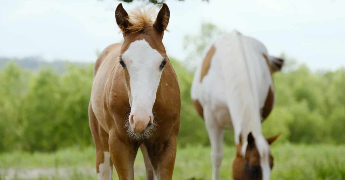 Bald Face Horse Marking