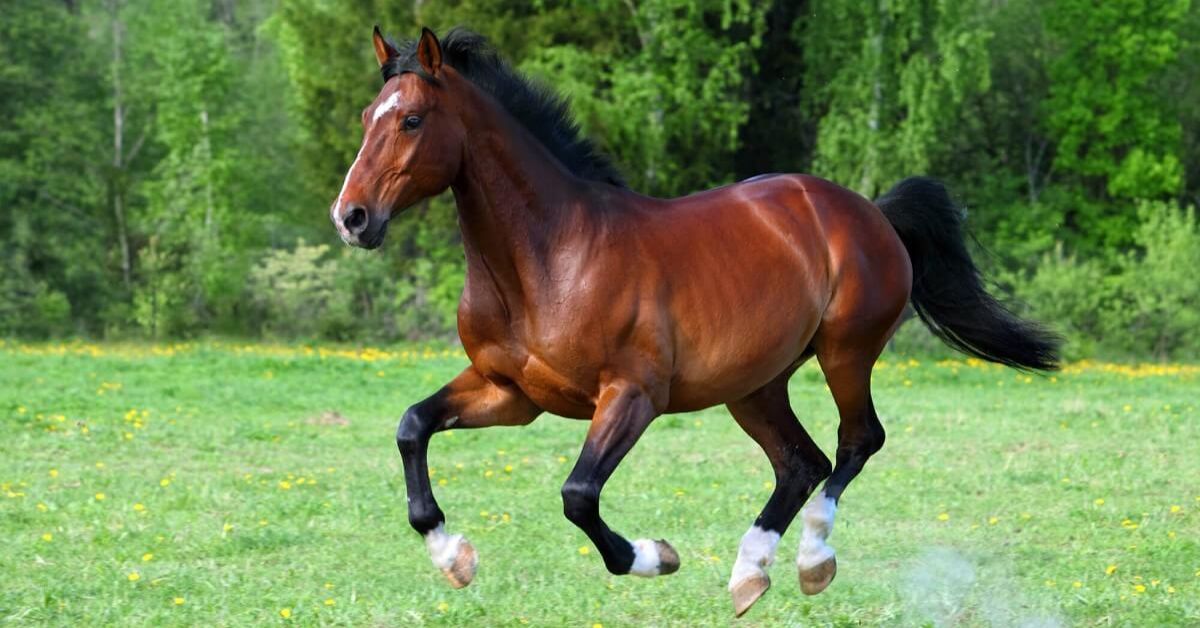 Bay Horse Color