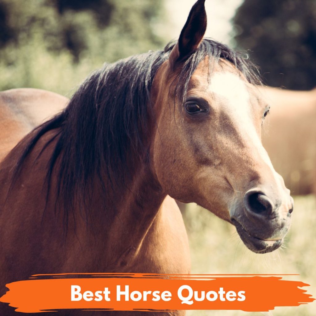 Best Horse Quotes