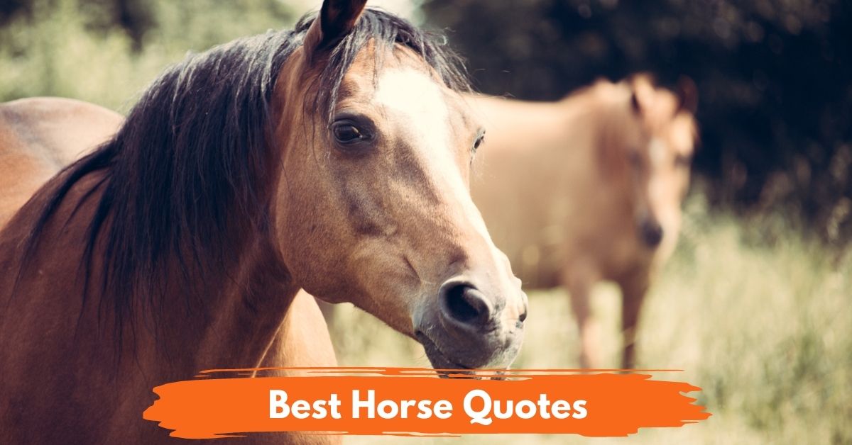 Best Horse Quotes Social