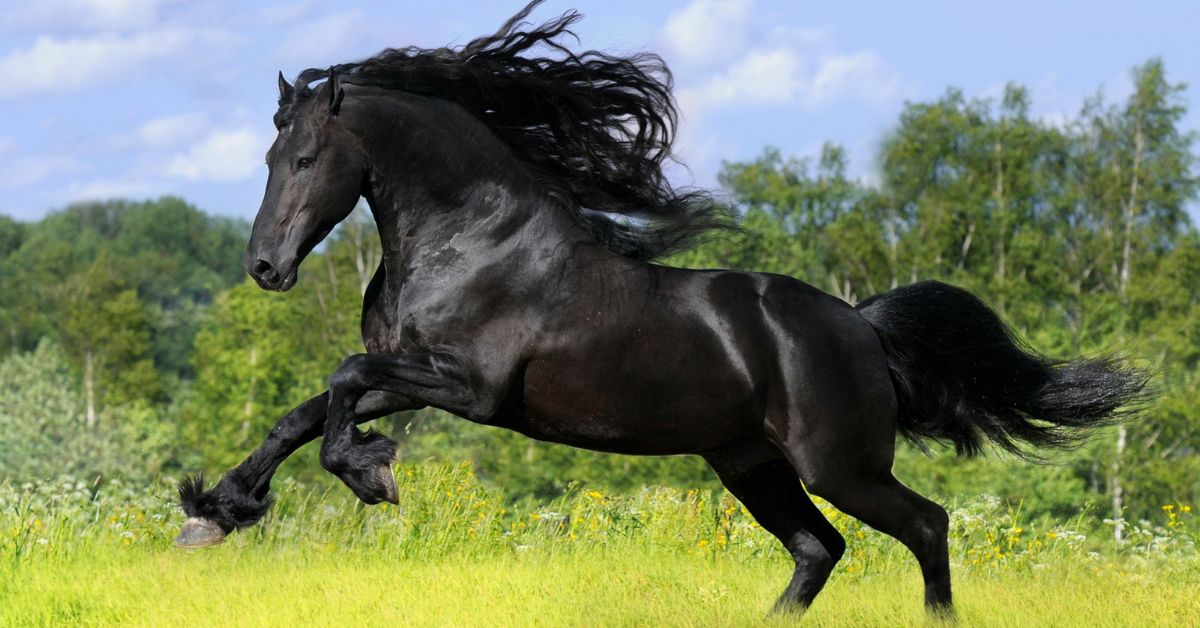 Black Horse Color