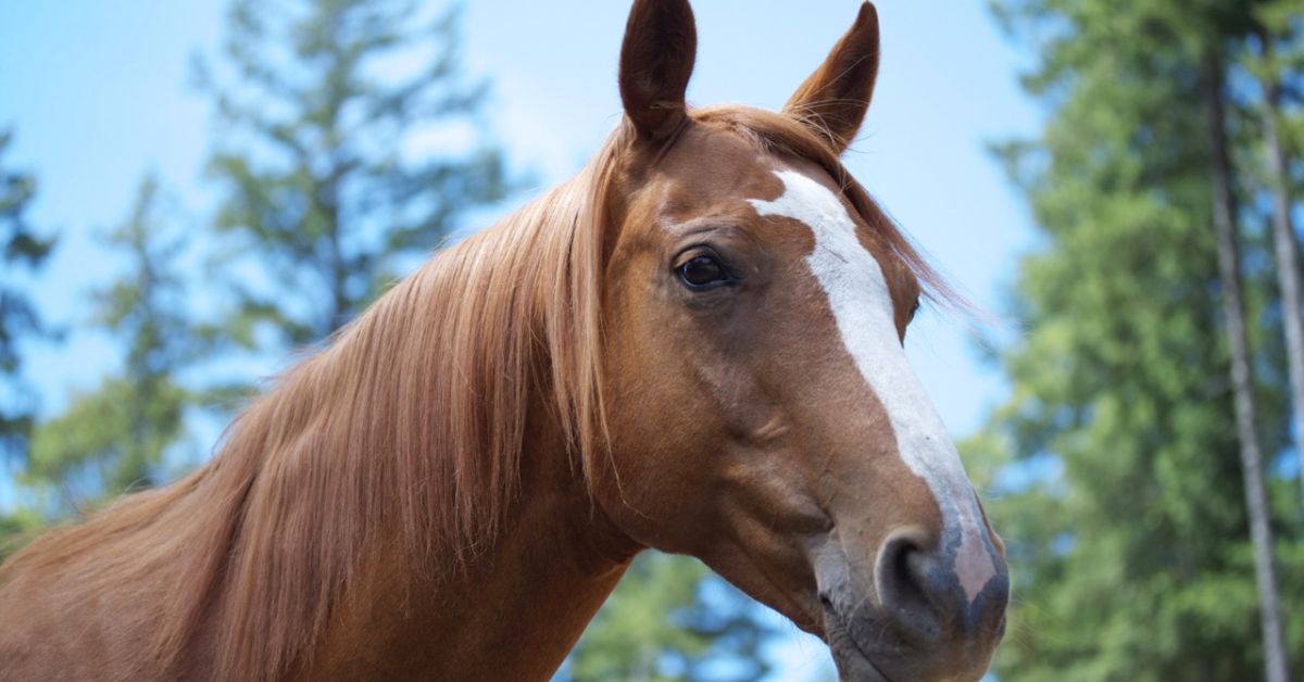 Blaze Horse Marking