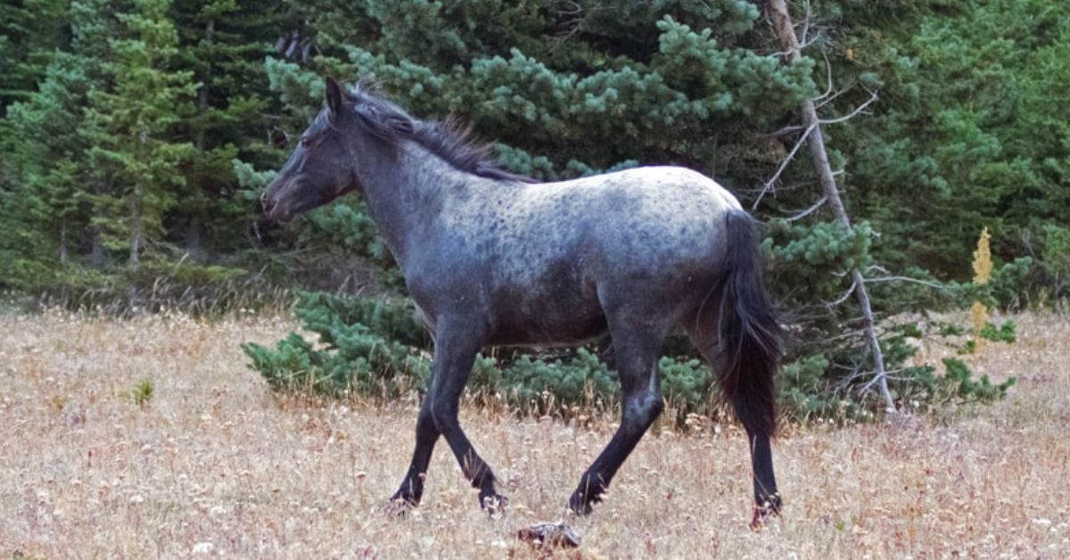 Blue Roan Horse Color