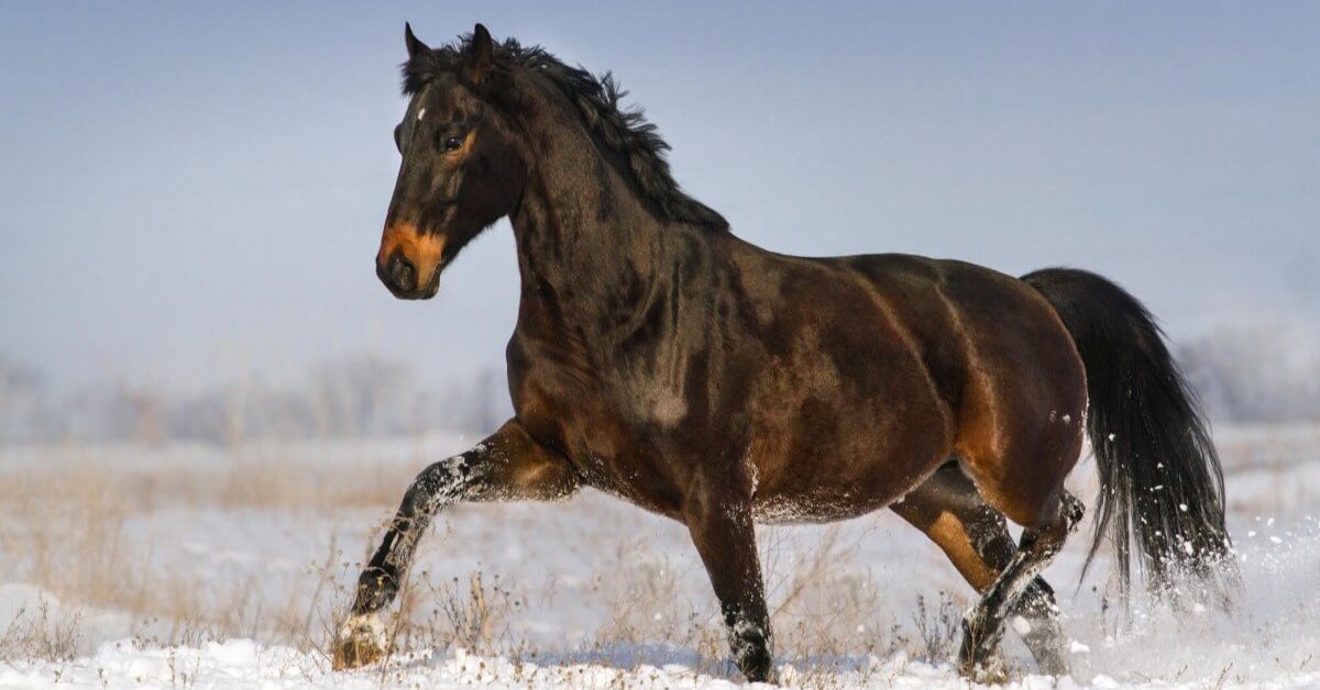Brown Horse Color