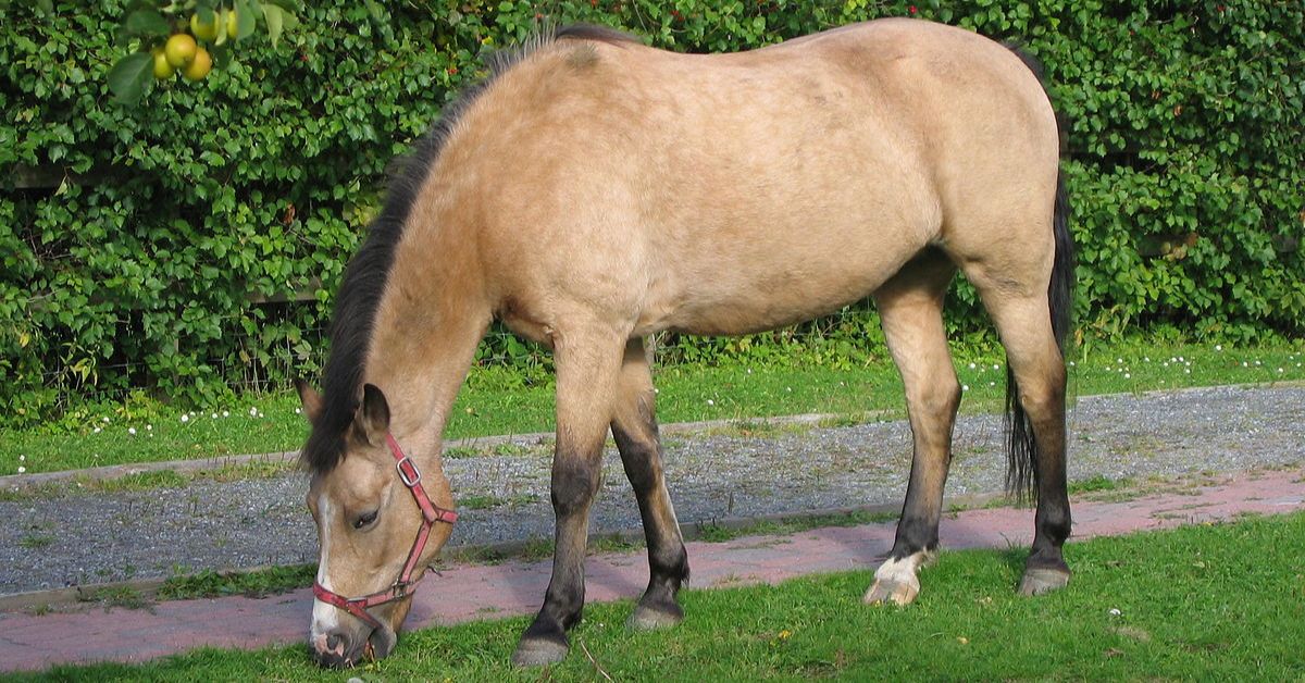 Buckskin Or Dun Horse Color