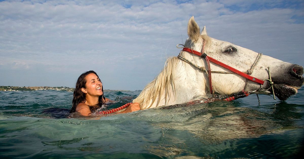 Can A Horse Swim With Rider