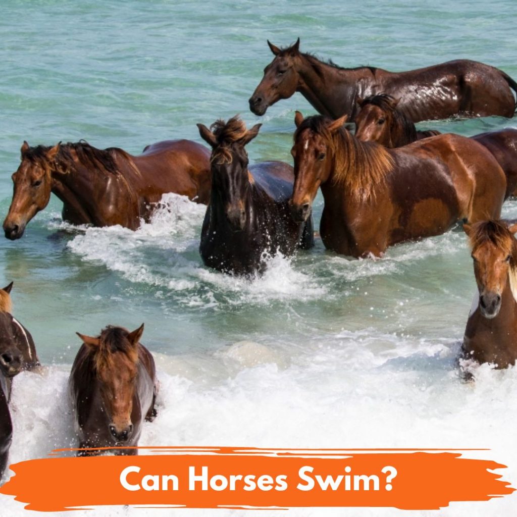 Can Horses Swim