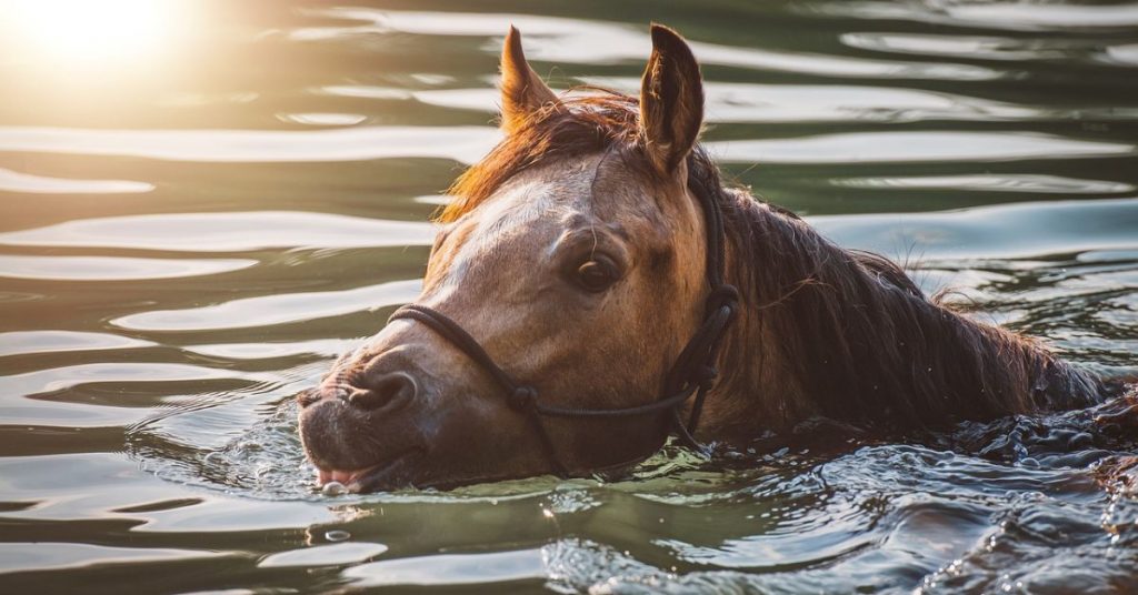 Can Horses Swim? 11 Facts You Need To Know National Equine