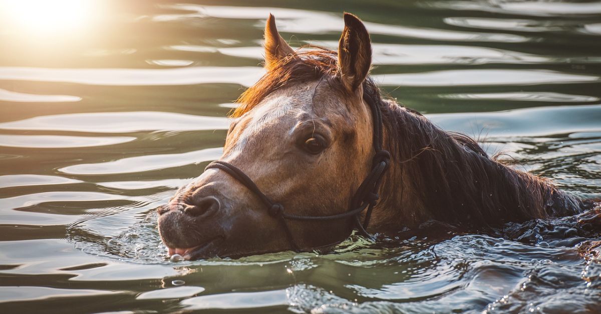 Can Horses Swim In Deep Water