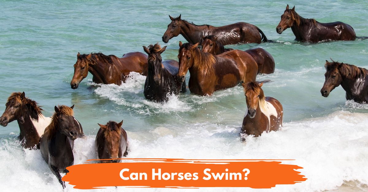 Can Horses Swim Social