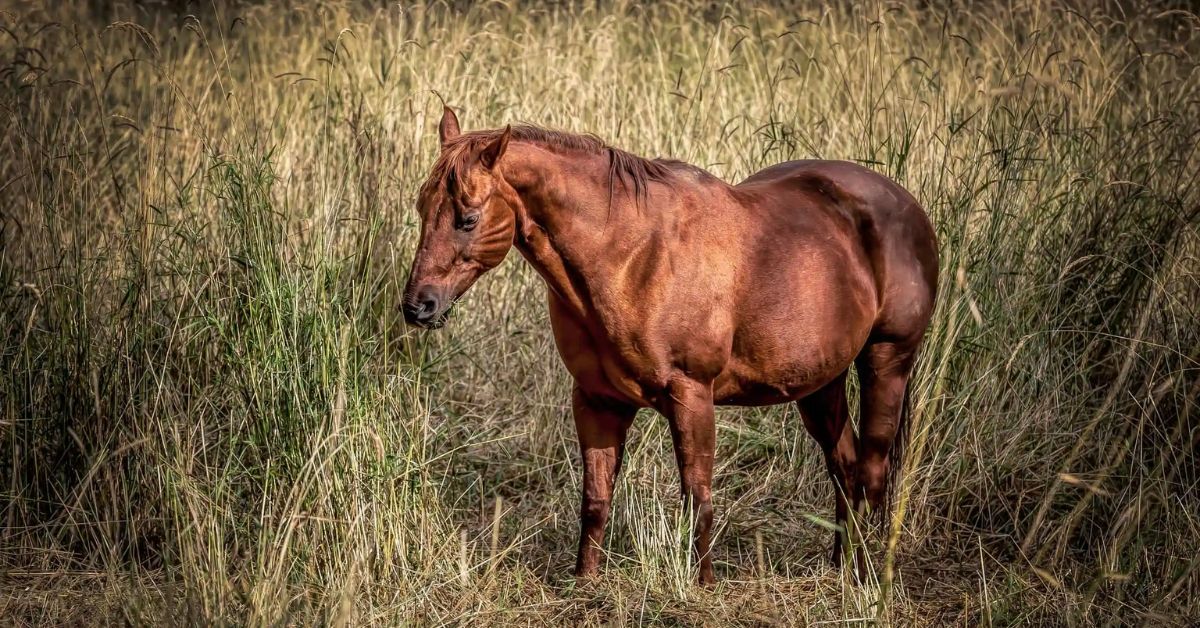 Chestnut Horse Color