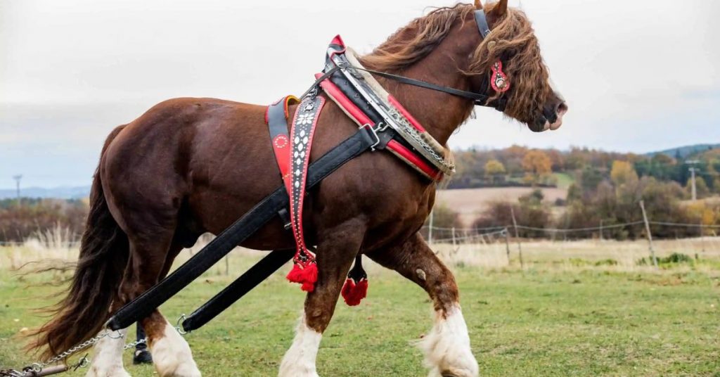What Are Hotblood, Warmblood & Coldblood Horses National Equine What Are Hotblood, Warmblood & Coldblood Horses National Equine