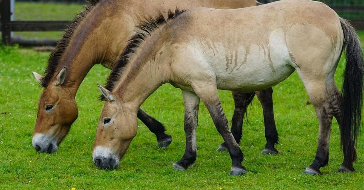 Coronet Horse Marking