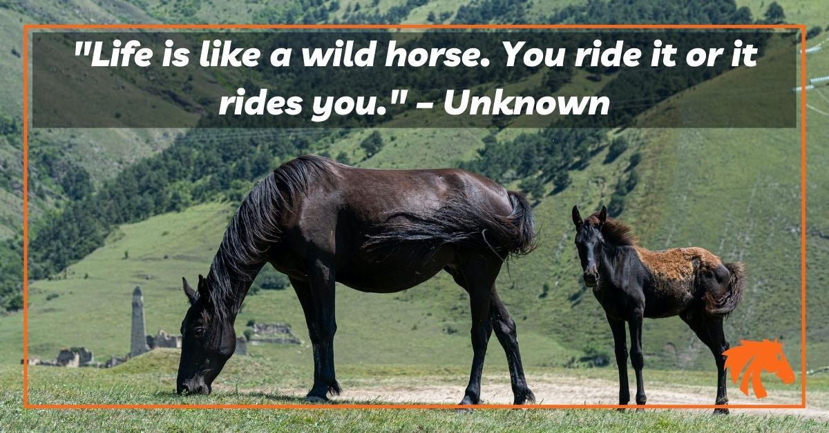 Cute Horse Quotes