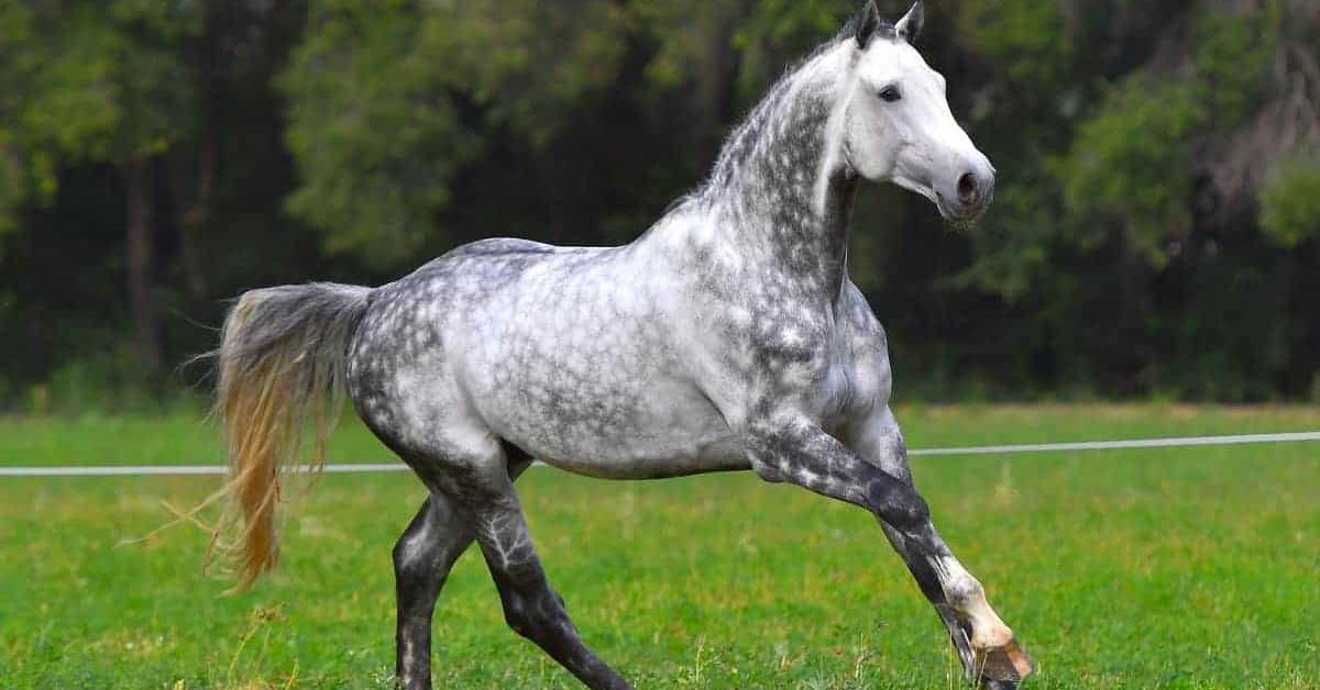 Dapple Gray Horse Color