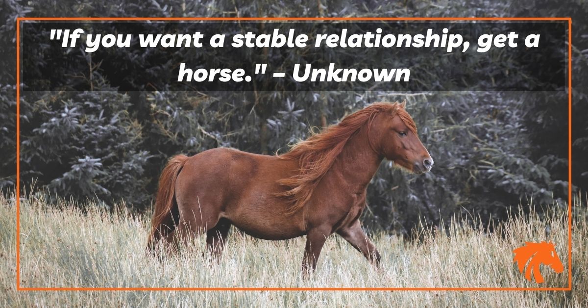 Funny Horse Quotes