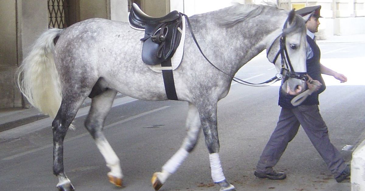 Gray Horse Color