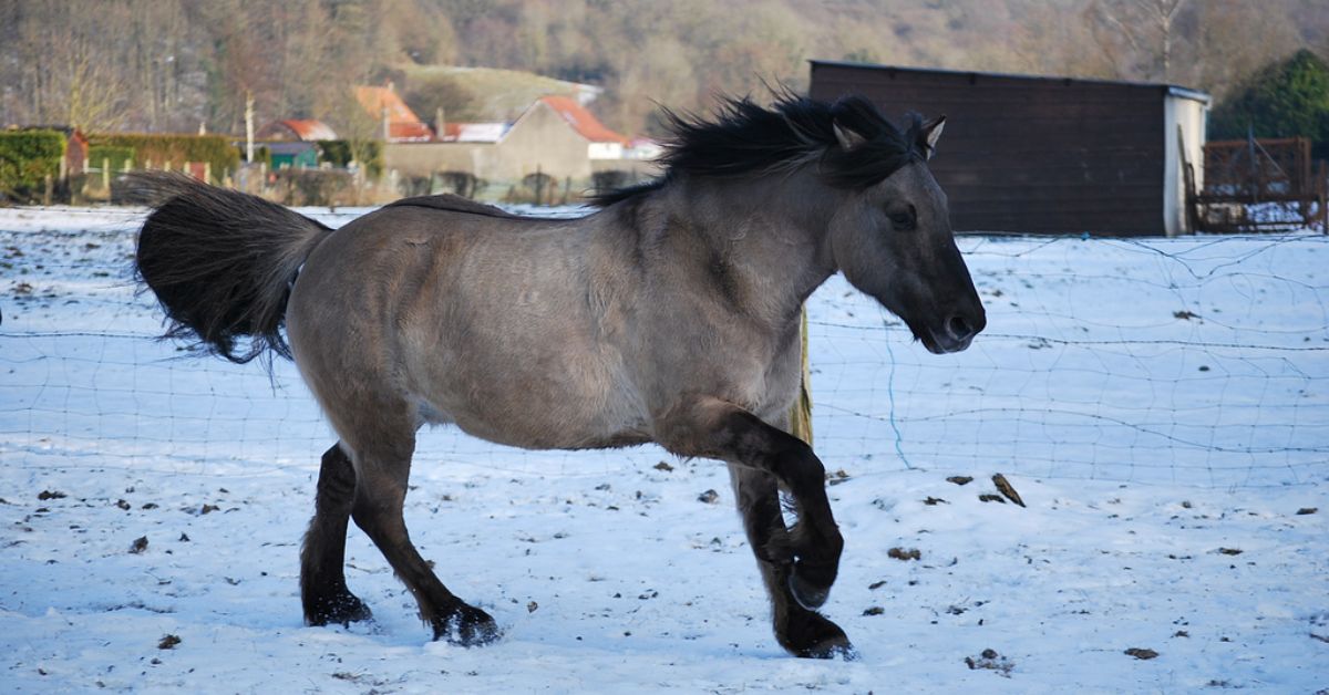 Grullo Horse Color