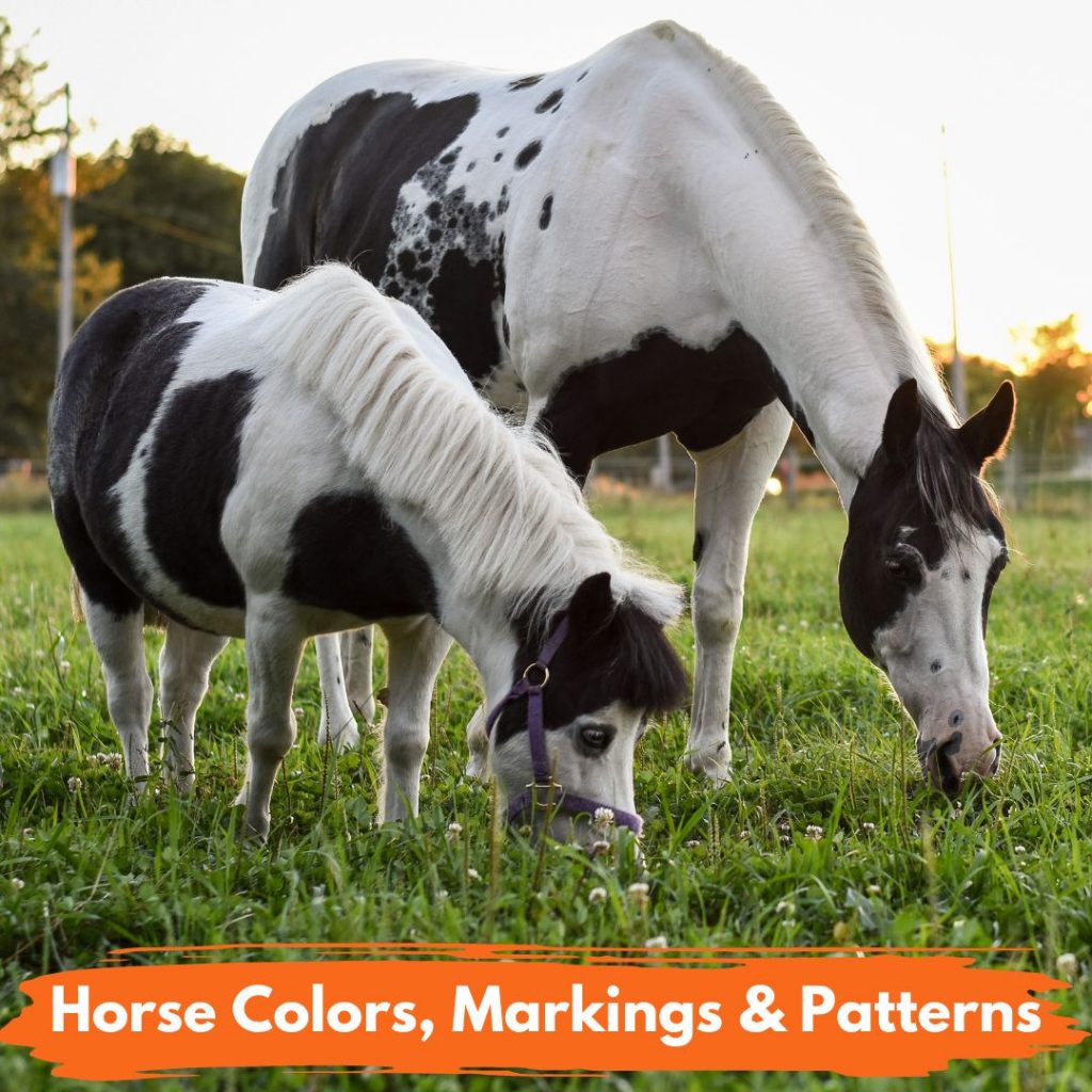 Horse Colors Markings Patterns