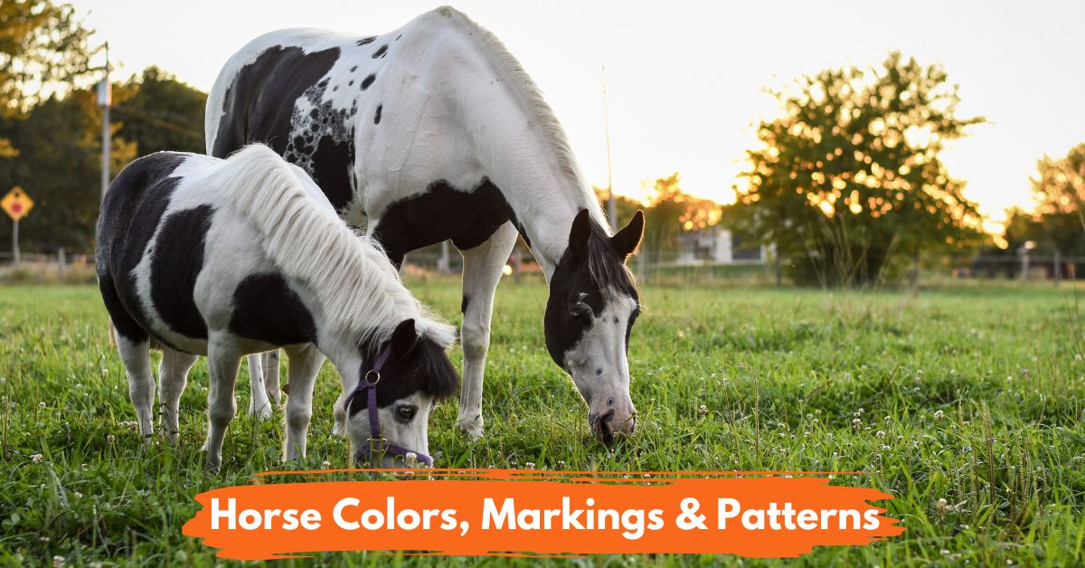 Horse Colors Markings Patterns Social