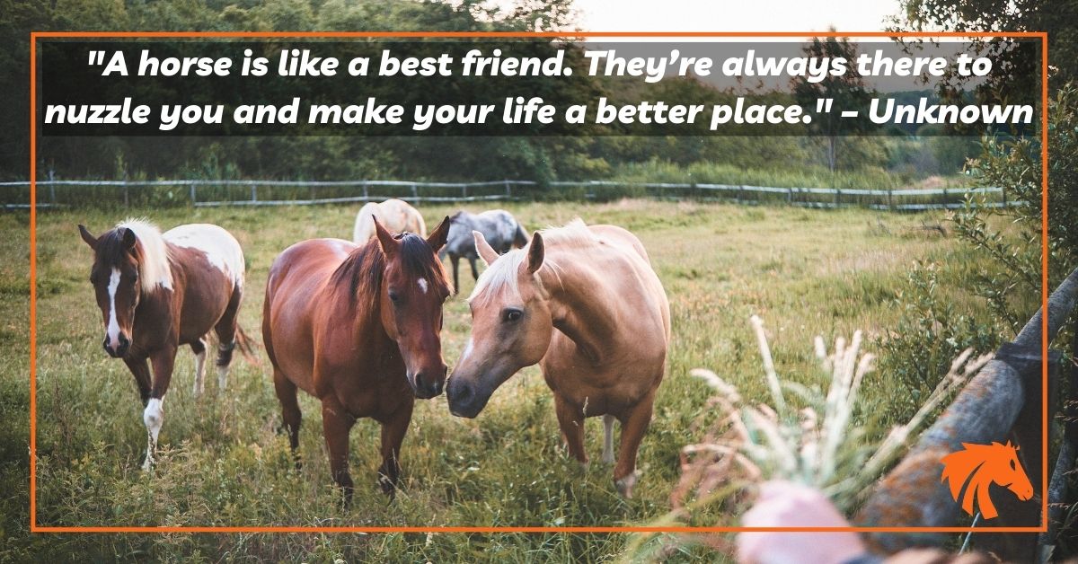 Horse Quotes About Life